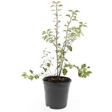 Spiraea vanhouttei
