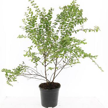 Symphoricarpos ch. 'Hancock'