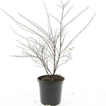 Symphoricarpos ch. 'Hancock'