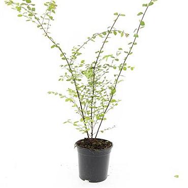 Symphoricarpos ch. 'Hancock'