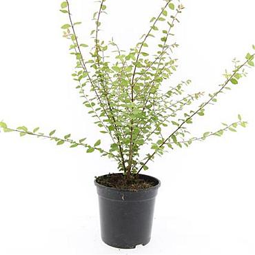 Symphoricarpos ch. 'Hancock'