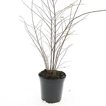 Symphoricarpos ch. 'Hancock'