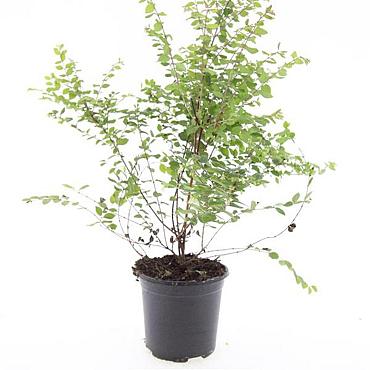 Symphoricarpos ch. 'Hancock'