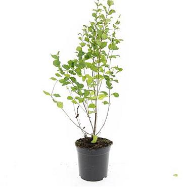 Symphoricarpos d. 'Mother of Pearl'