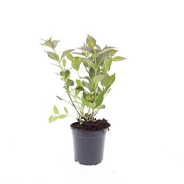 Weigela florida 'Tango'