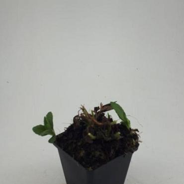 Aster ageratoides 'Ashvi'
