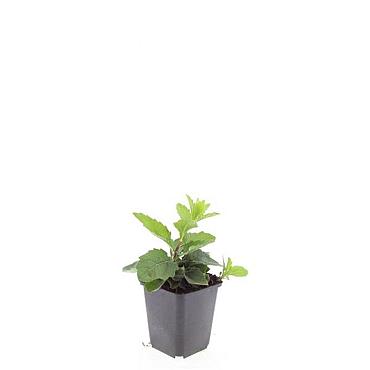 Aster ageratoides 'Asran'
