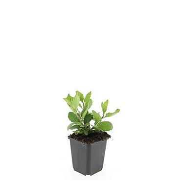 Aster ageratoides 'Asran'