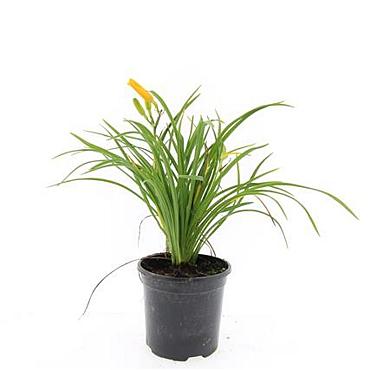 Hemerocallis 'Stella de Oro'