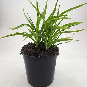 Hemerocallis 'Stella de Oro'