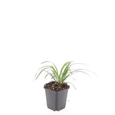 Liriope muscari 'Monroe White'
