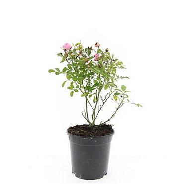 Rosa (P) 'The Fairy'