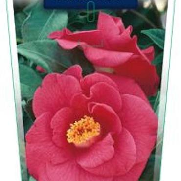 Camellia j. 'Adolphe Audusson'