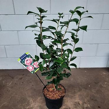 Camellia j. 'Bonomiana'