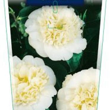 Camellia j. 'Brushfield's Yellow'
