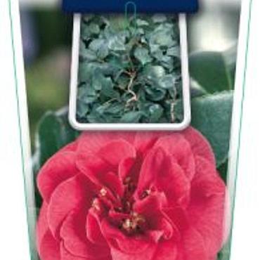 Camellia j. 'Curly Lady'