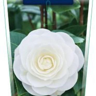Camellia j. 'Powder Puff'