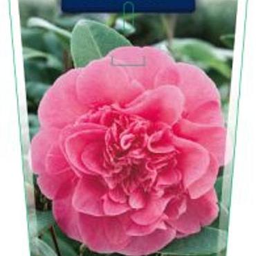 Camellia wil. 'Debbie'