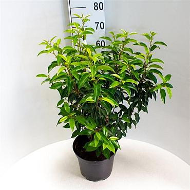 Prunus lusitanica 'Angustifolia'