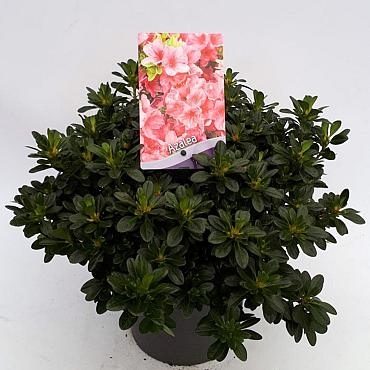 Rhododendron (AJ) 'Anne Frank'
