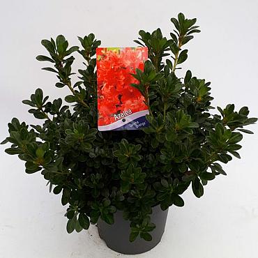 Rhododendron (AJ) Geisha Orange