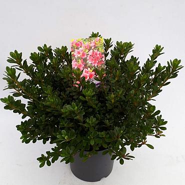 Rhododendron (AJ) Geisha Pink
