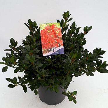 Rhododendron (AJ) 'Arabesk'