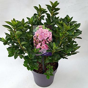 Rhododendron (AJ) 'Elsie Lee'