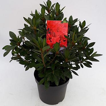 Rhododendron (AJ) 'Georg Arends'