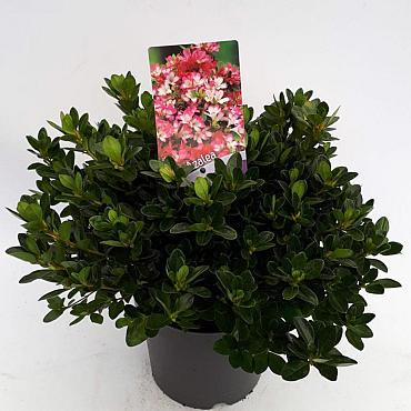 Rhododendron (AJ) 'Izumi-no-mai'