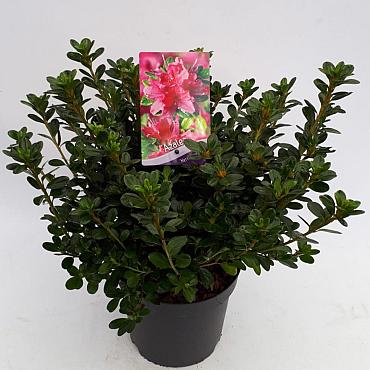 Rhododendron (AJ) 'Kermesinum'