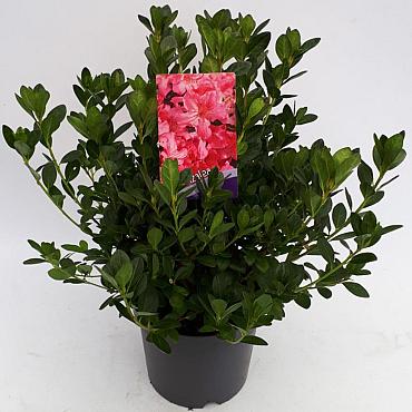 Rhododendron (AJ) 'Kirstin'