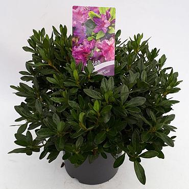Rhododendron (AJ) 'Königstein'