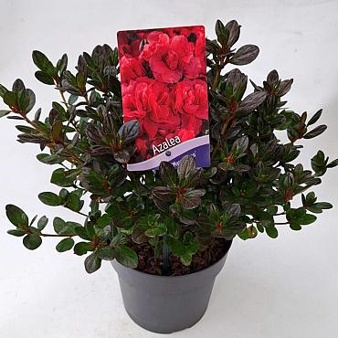 Rhododendron (AJ) 'Maraschino'