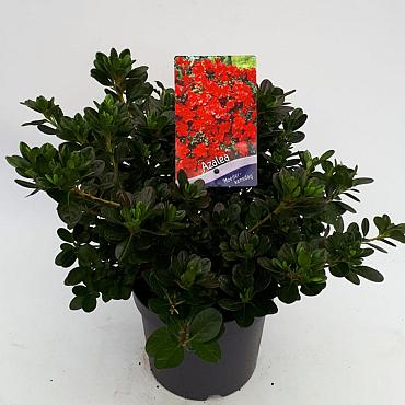 Rhododendron (AJ) 'Moederkensdag'