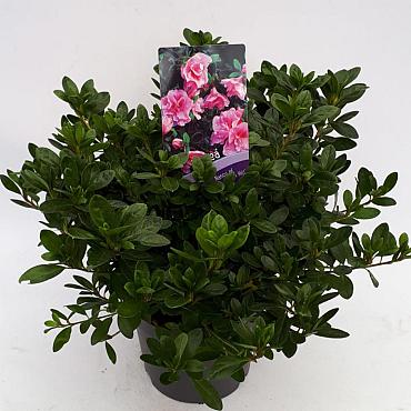 Rhododendron (AJ) 'Nancy of R.Hill'