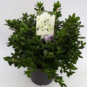 Rhododendron (AJ) 'Pleasant White'