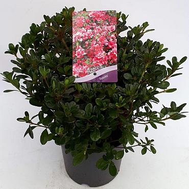 Rhododendron (AJ) 'Rokoko'