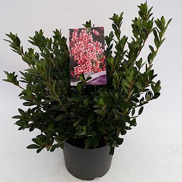 Rhododendron (AJ) 'Silvester'