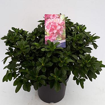 Rhododendron (AJ) 'Violetta'
