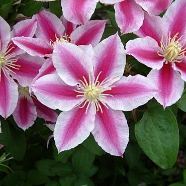 Clematis Angela