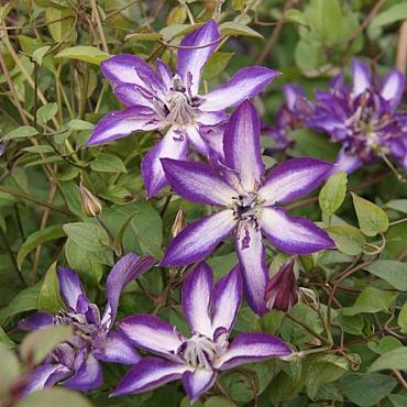 Clematis Astra Nova