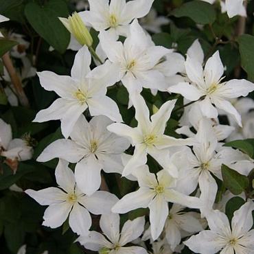 Clematis Baby Star