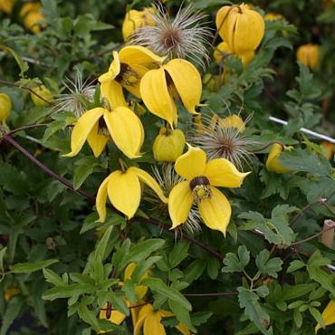 Clematis 'Bill MacKenzie'