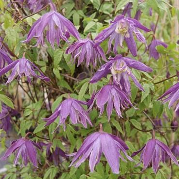 Clematis 'Blue Bird'