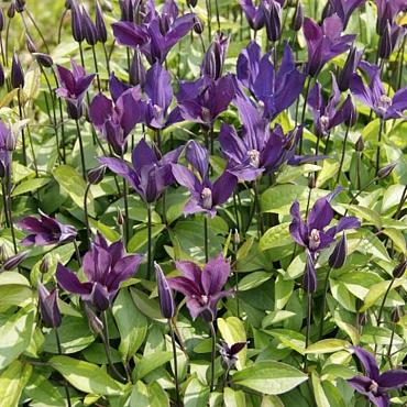 Clematis Blue Ocean