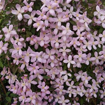 Clematis 'Elizabeth'