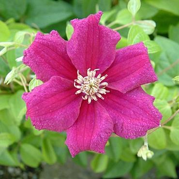 Clematis 'Ernest Markham'