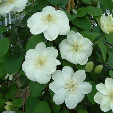 Clematis 'Guernsey Cream'