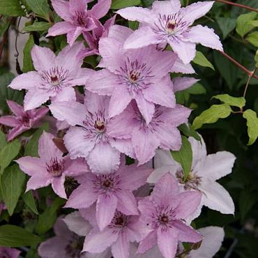 Clematis 'Hagley Hybrid'